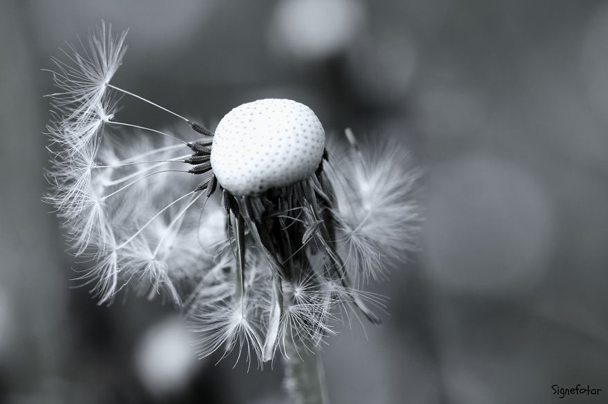 When I Bought A Macro Lens, I've Discovered A Whole New World - Snails Look Nice And Spiders Are Cute