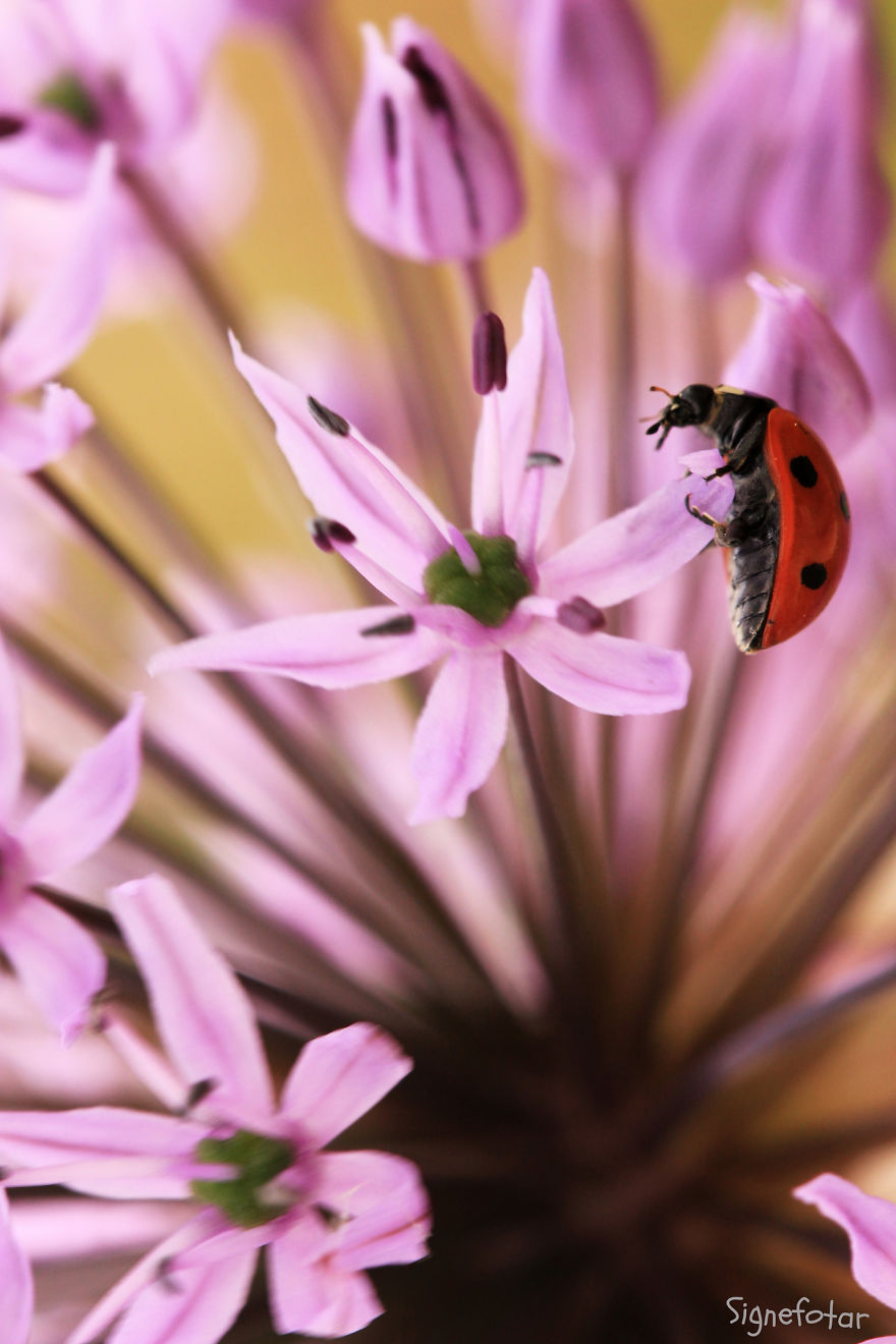 When I Bought A Macro Lens, I've Discovered A Whole New World - Snails Look Nice And Spiders Are Cute When I Bought A Macro Lens, I've Discovered A Whole New World - Snails Look Nice And Spiders Are Cute