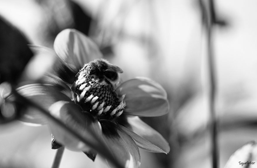 When I Bought A Macro Lens, I've Discovered A Whole New World - Snails Look Nice And Spiders Are Cute