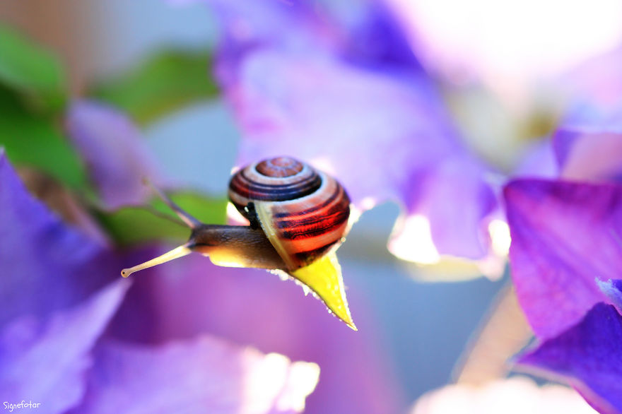 When I Bought A Macro Lens, I've Discovered A Whole New World - Snails Look Nice And Spiders Are Cute