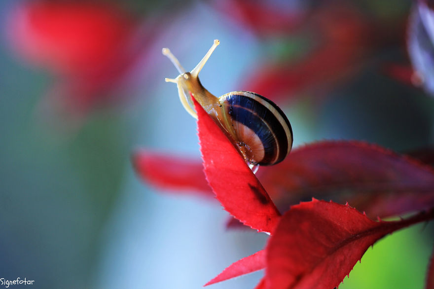 When I Bought A Macro Lens, I've Discovered A Whole New World - Snails Look Nice And Spiders Are Cute