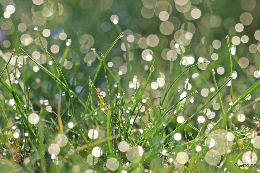 When I Bought A Macro Lens, I've Discovered A Whole New World - Snails Look Nice And Spiders Are Cute When I Bought A Macro Lens, I've Discovered A Whole New World - Snails Look Nice And Spiders Are Cute