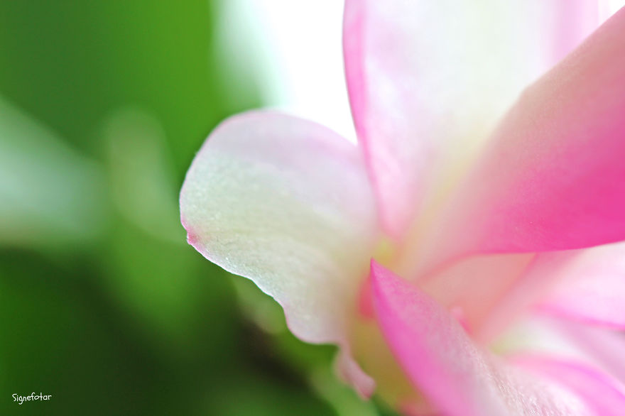 When I Bought A Macro Lens, I've Discovered A Whole New World - Snails Look Nice And Spiders Are Cute