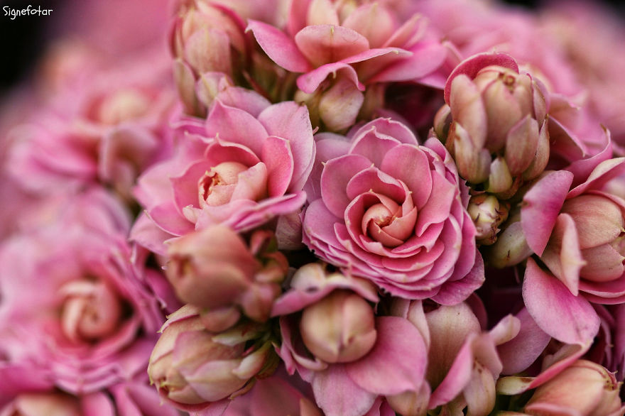 When I Bought A Macro Lens, I've Discovered A Whole New World - Snails Look Nice And Spiders Are Cute