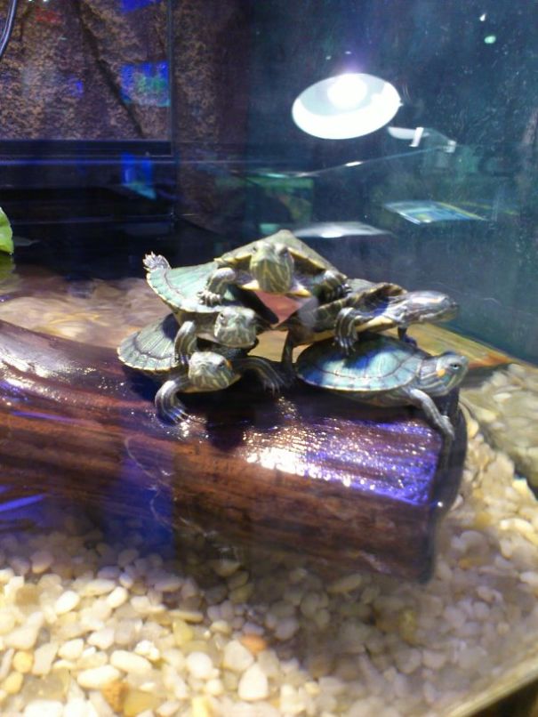 A Human, Quick, Act Normal!