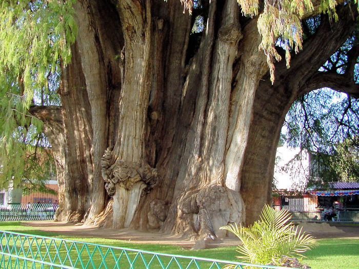 Tule Tree, Oaxaca Mexico