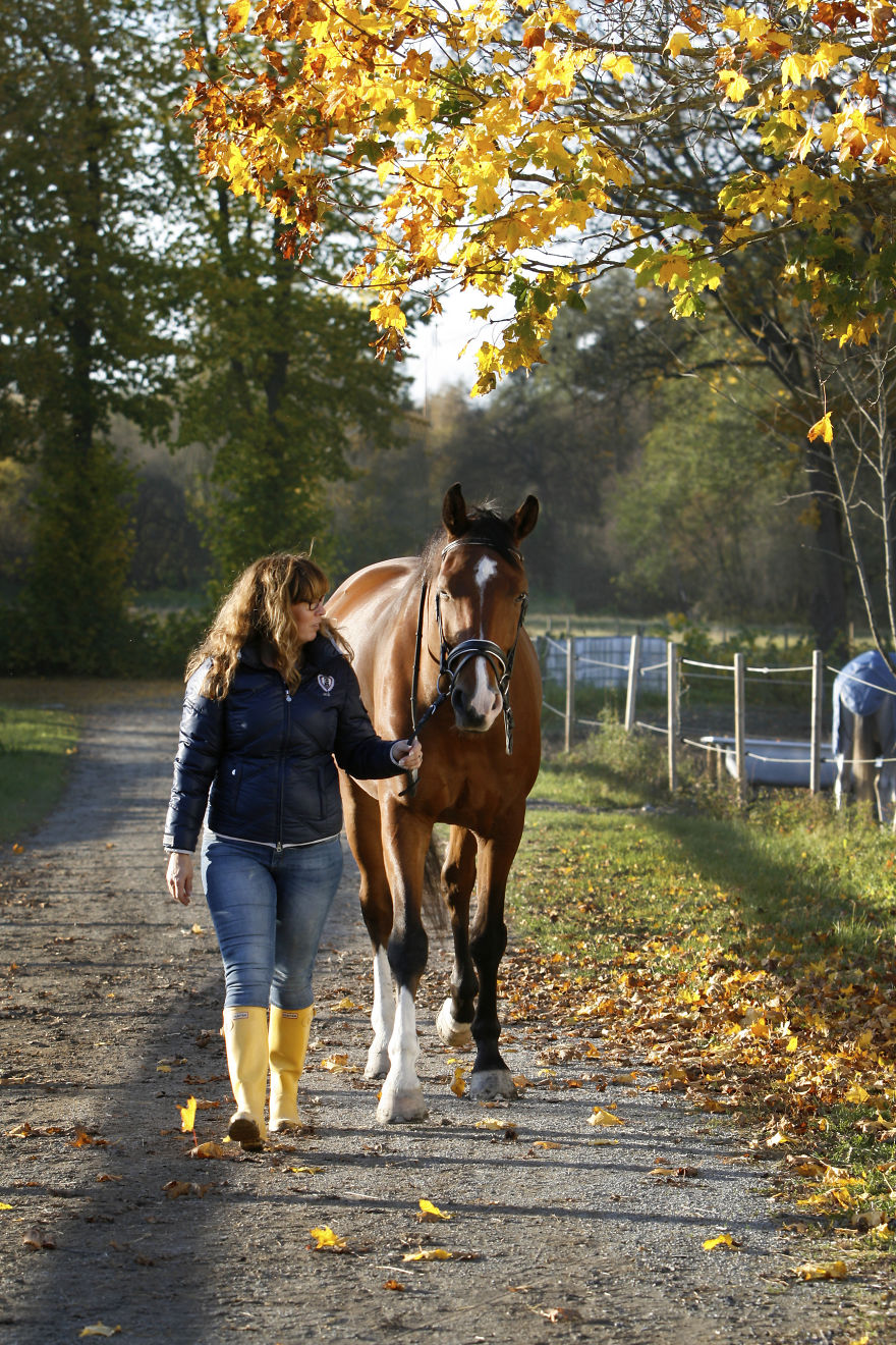 Equine Autumn