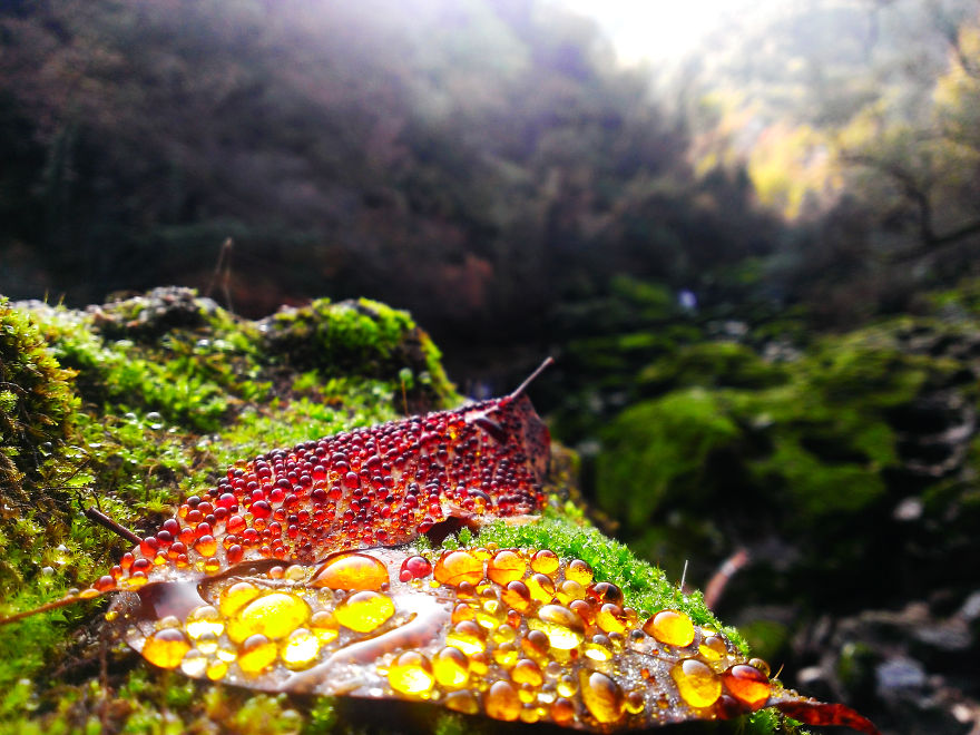 Raindrops On A Leaf, Montenegro