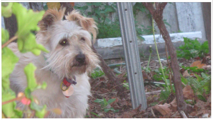 Wendy - Jack Russell + Silky Terrier