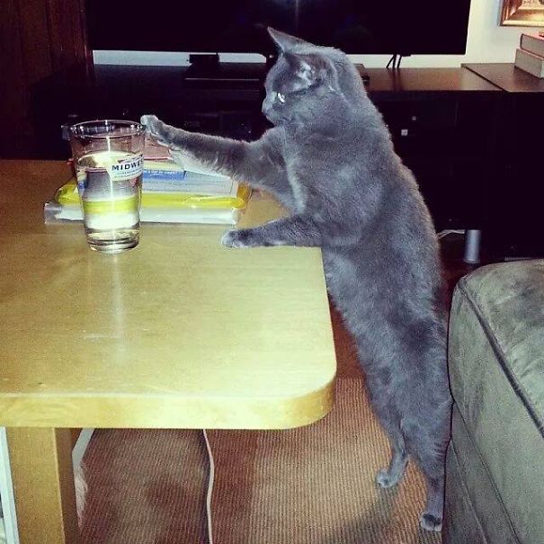 Two-legged Water Thief