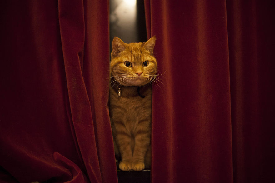 Meet Luccie: My Yawning And Stalking Cat