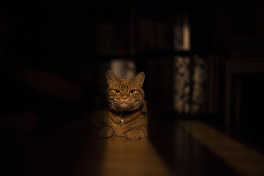 Meet Luccie: My Yawning And Stalking Cat