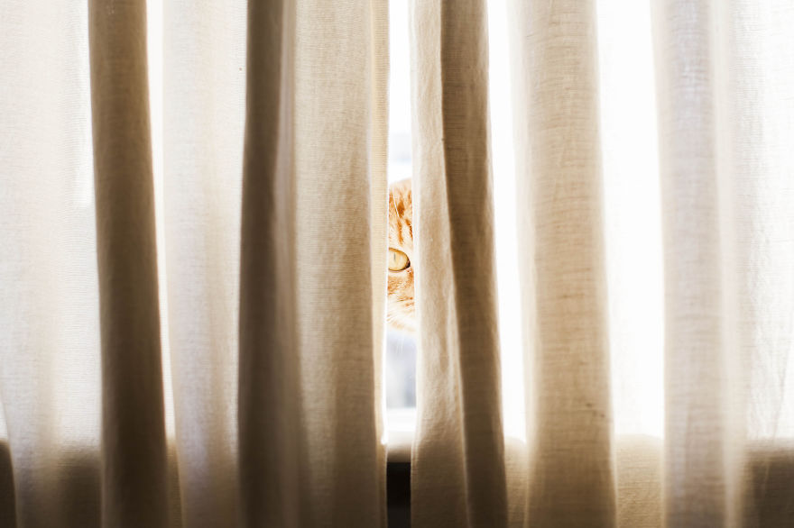 Meet Luccie: My Yawning And Stalking Cat Meet Luccie: My Yawning And Stalking Cat