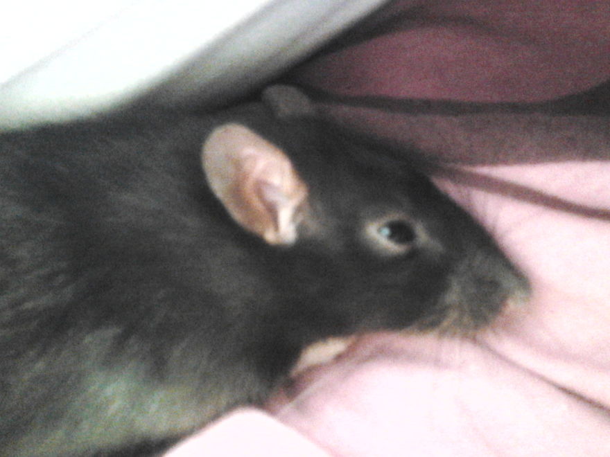 Jozka The Rat