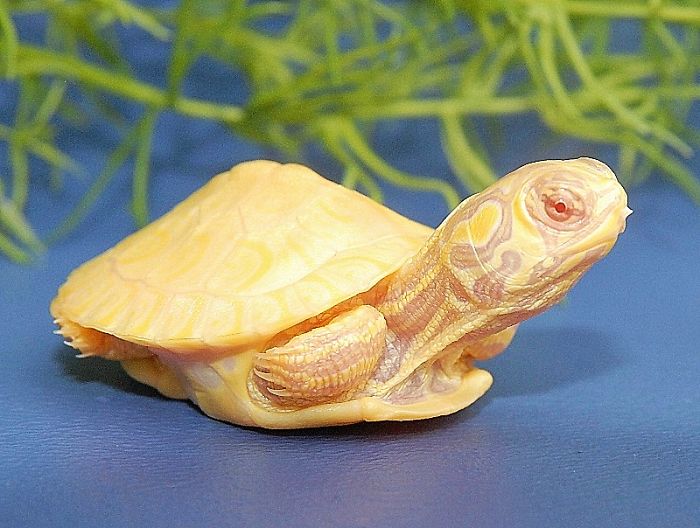 Albino Yellow Bellied Slider Turtle