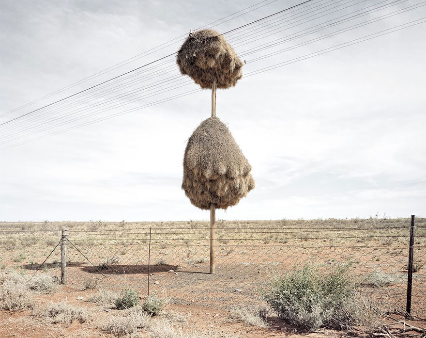 animal-architecture-nests-1-4