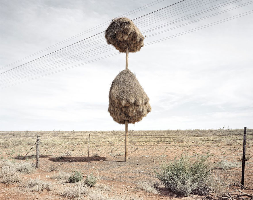 animal-architecture-nests-1-4 animal-architecture-nests-1-4