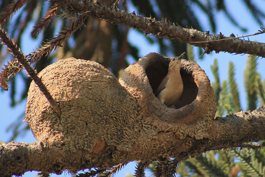 animal-architecture-nests-2-2 animal-architecture-nests-2-2