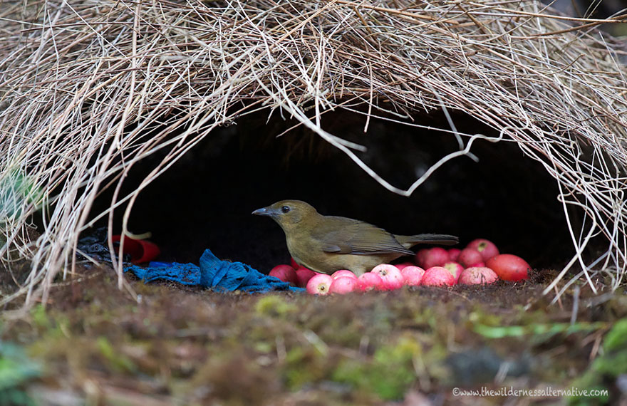 animal-architecture-nests-4-4