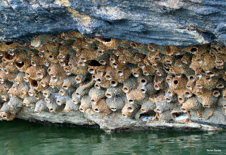 animal-architecture-nests-6-1 animal-architecture-nests-6-1