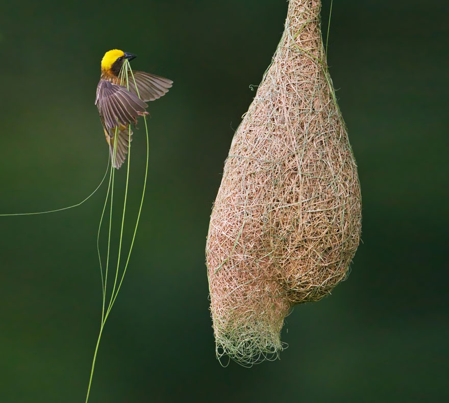 Animal House: Architectural Habitats For Winged Creatures