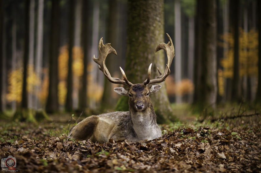Deer In An Autumn Afternoon