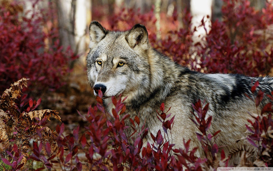 Mighty Wolf In Forest