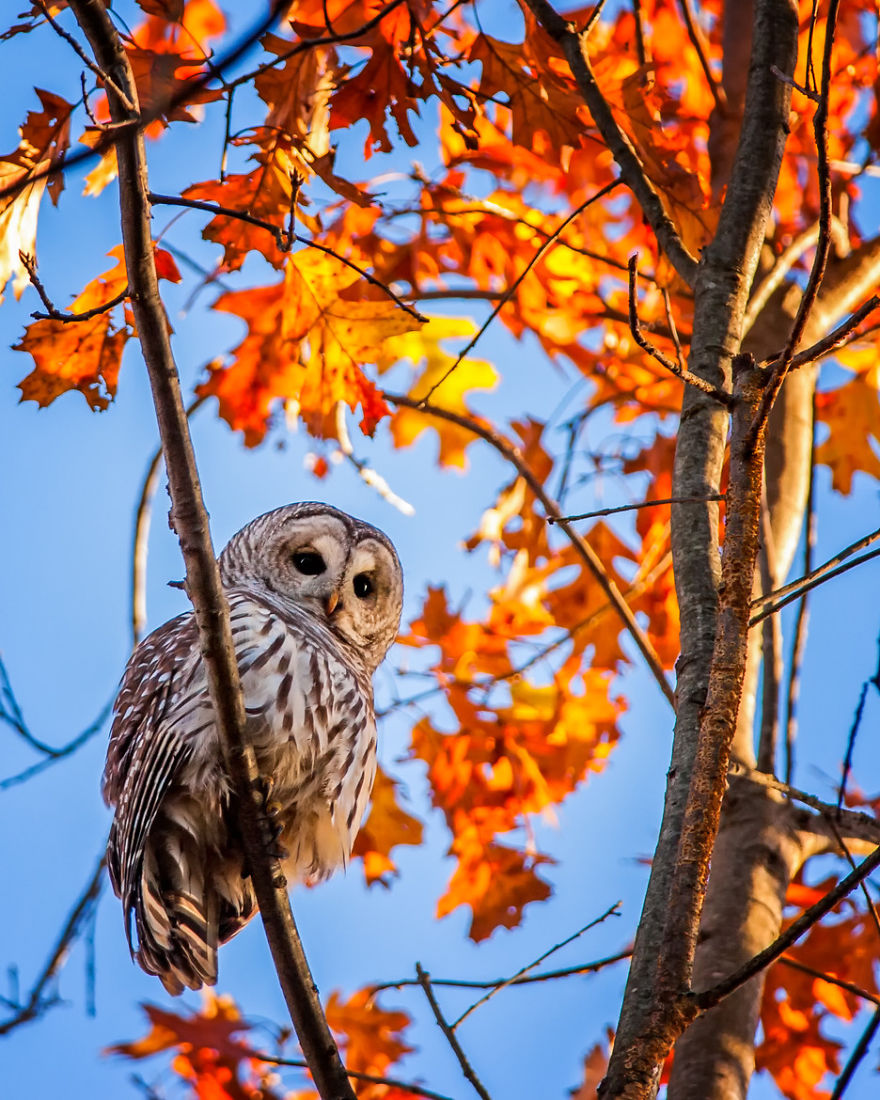 Barred Owl