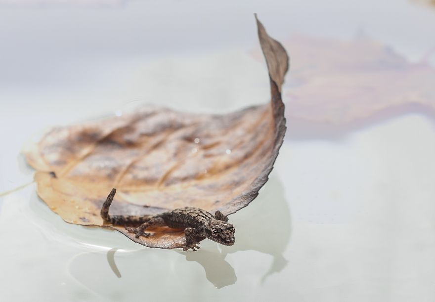 Floating Gecko