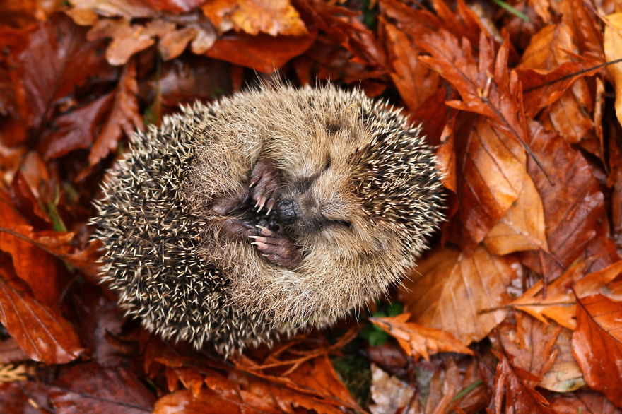 Sleeping Hedgehog