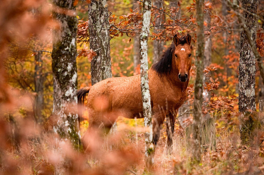 Wild Horse