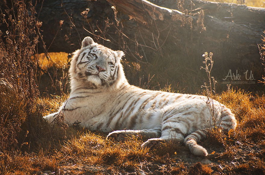 White Tiger