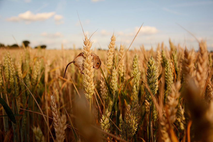 Harvest Mouse