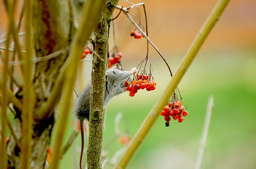 Harvest Mouse