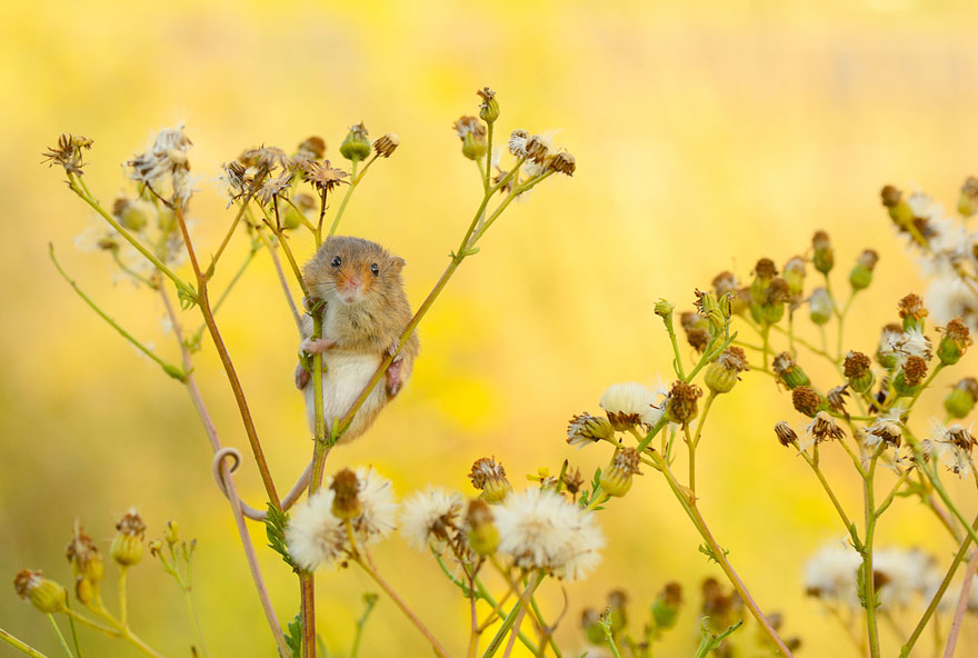 Harvest Mouse
