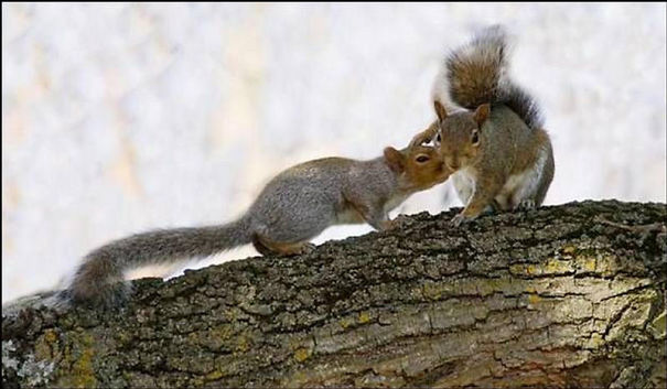 Animals To Sooth The Soul