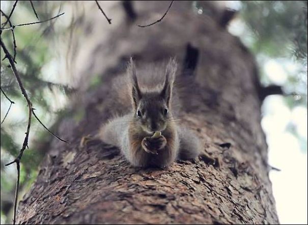 Animals To Sooth The Soul