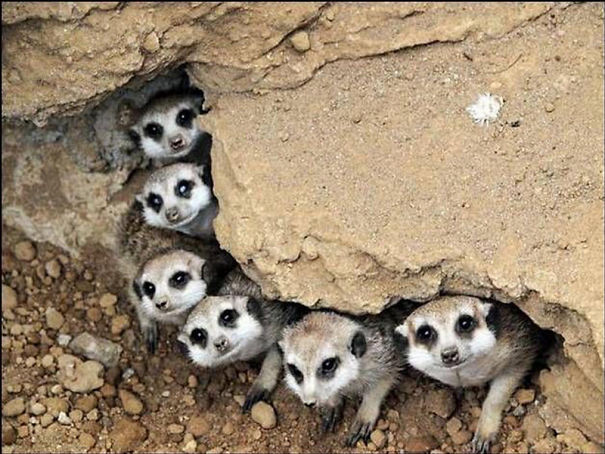 Animals To Sooth The Soul