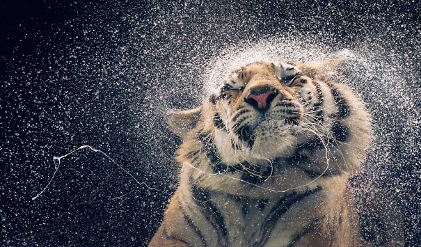 Animals To Sooth The Soul