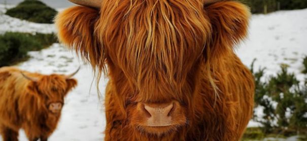 Animals To Sooth The Soul