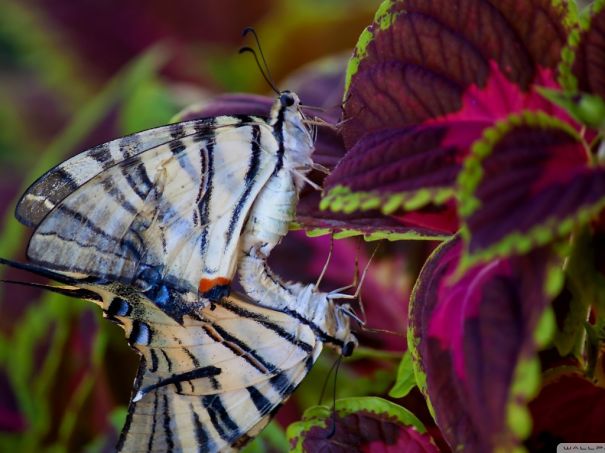 Animals To Sooth The Soul