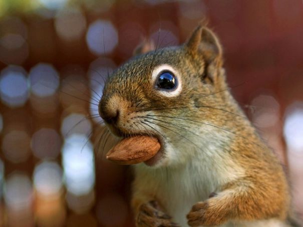 Animals To Sooth The Soul