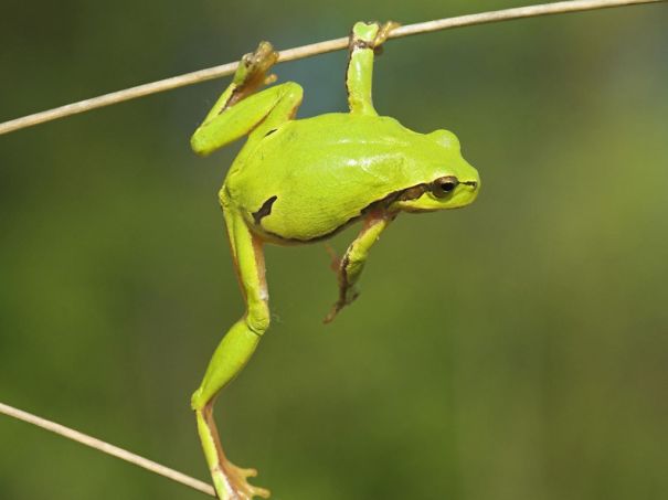 Animals To Sooth The Soul