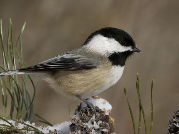 Animals To Sooth The Soul