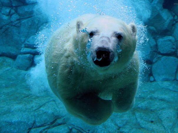 Animals To Sooth The Soul