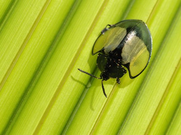 Animals To Sooth The Soul