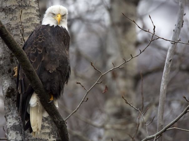 Animals To Sooth The Soul