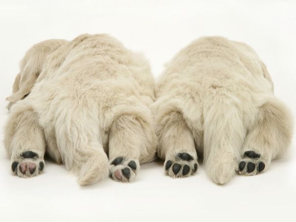 Animals To Sooth The Soul