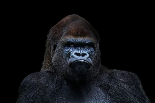 Animals To Sooth The Soul