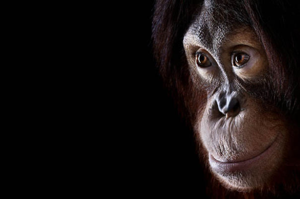 Animals To Sooth The Soul